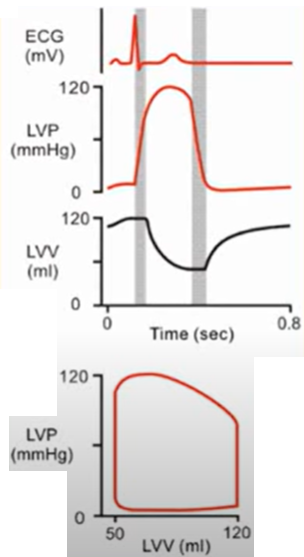 ecg PV loops